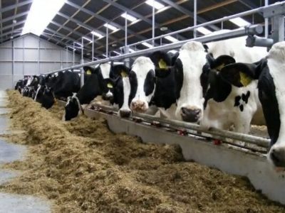 ۱۷۰۰میلیارد ریال تسهیلات دامی فارس