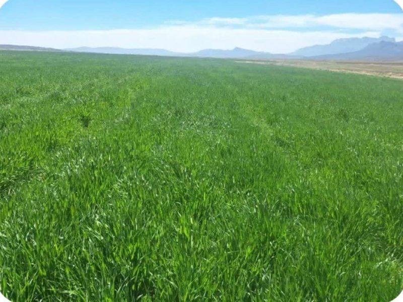 آغاز کشت قراردادی جو در سرچهان