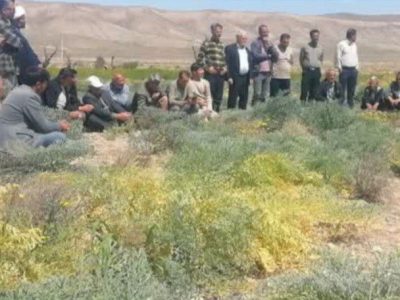 برگزاری دوره آموزشی پرورش آنغوزه در مزارع سرچهان