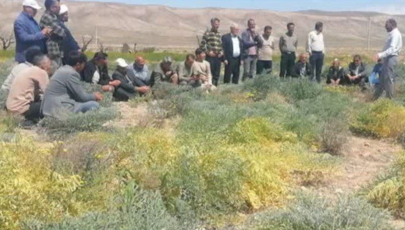 برگزاری دوره آموزشی پرورش آنغوزه در مزارع سرچهان