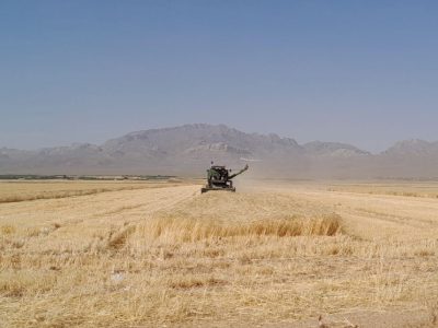 آغاز برداشت جو از مزارع شهرستان سرچهان