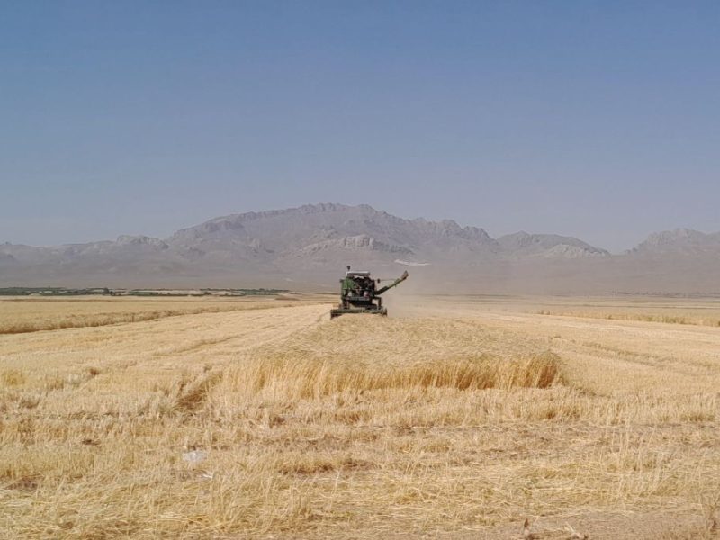 آغاز برداشت جو از مزارع شهرستان سرچهان
